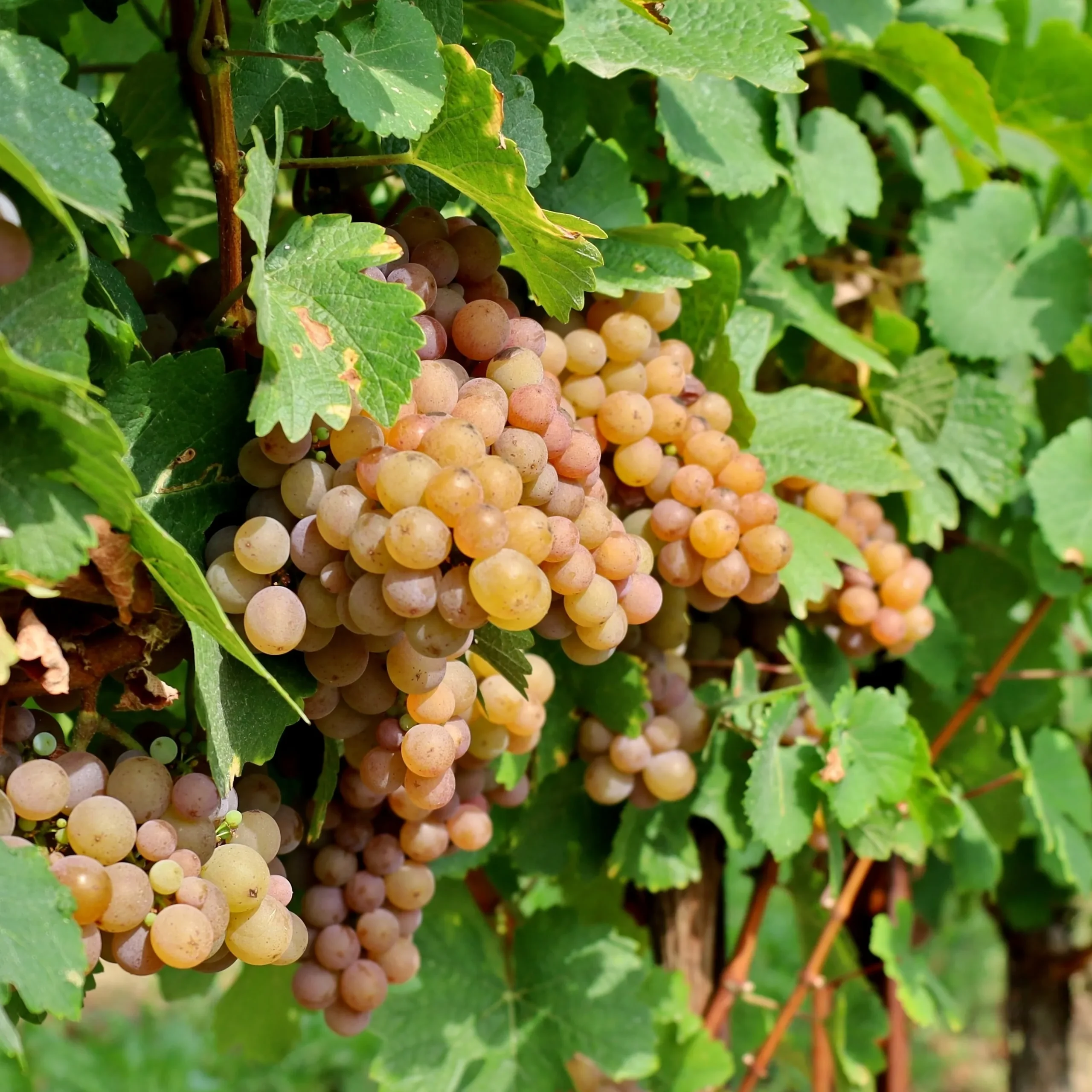 Pinot Gris