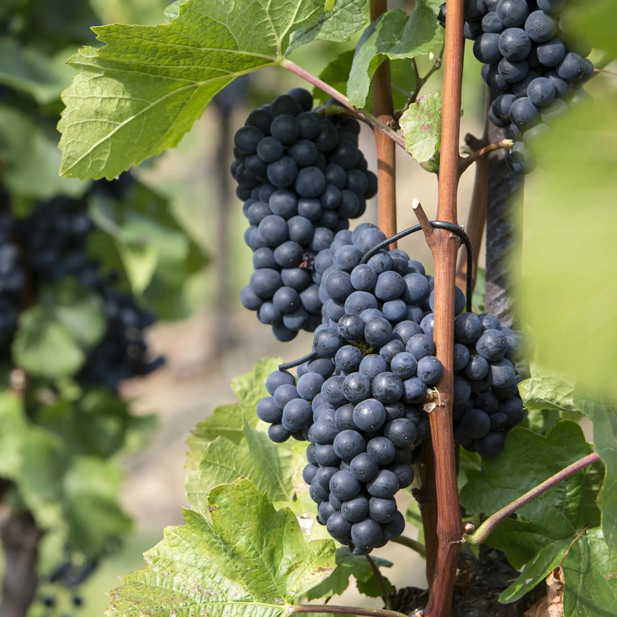 Pinot Noir