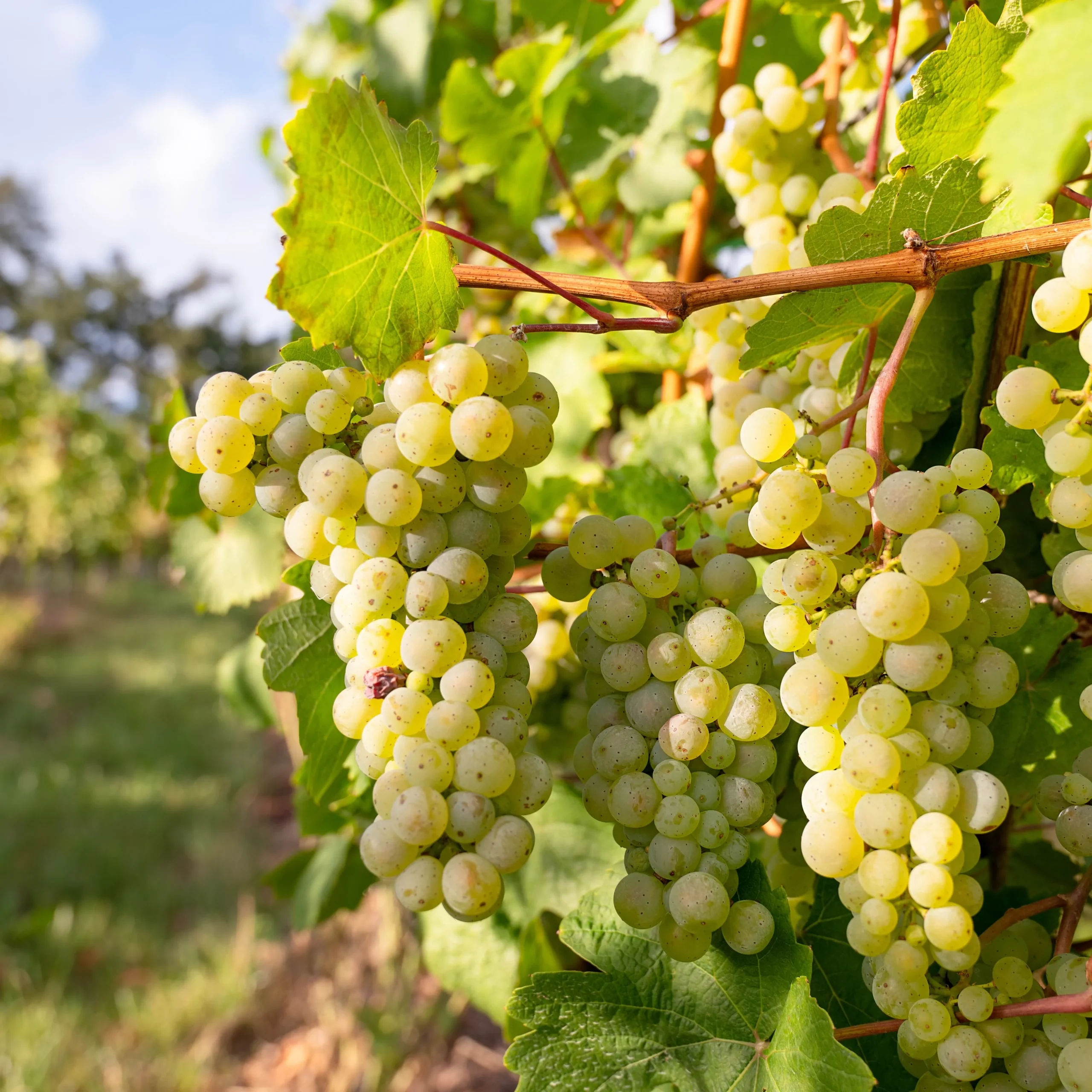 Riesling