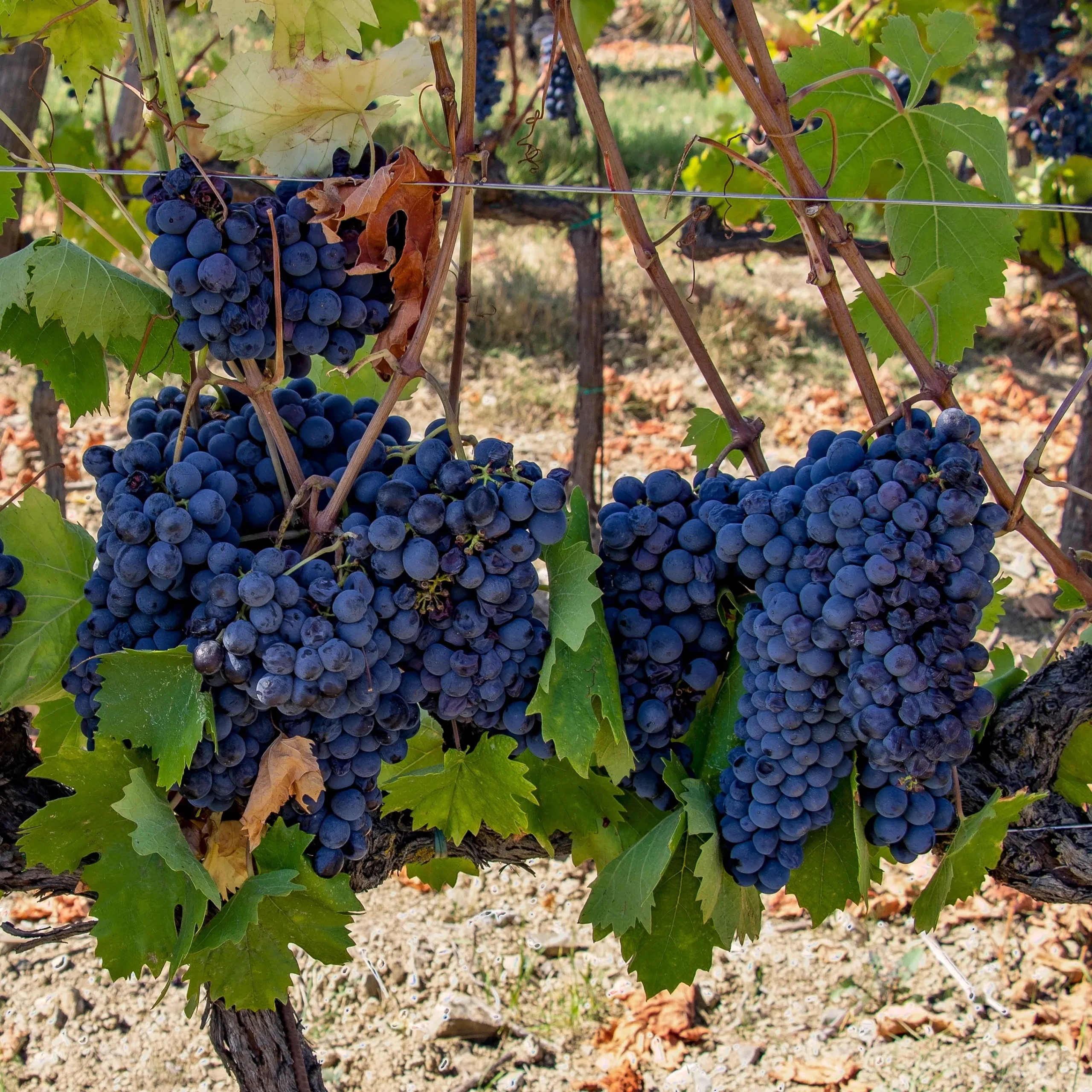 Sangiovese