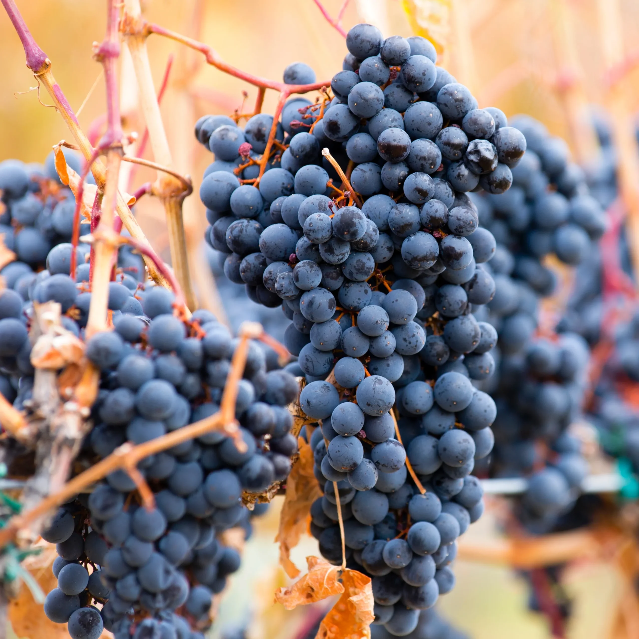 Syrah