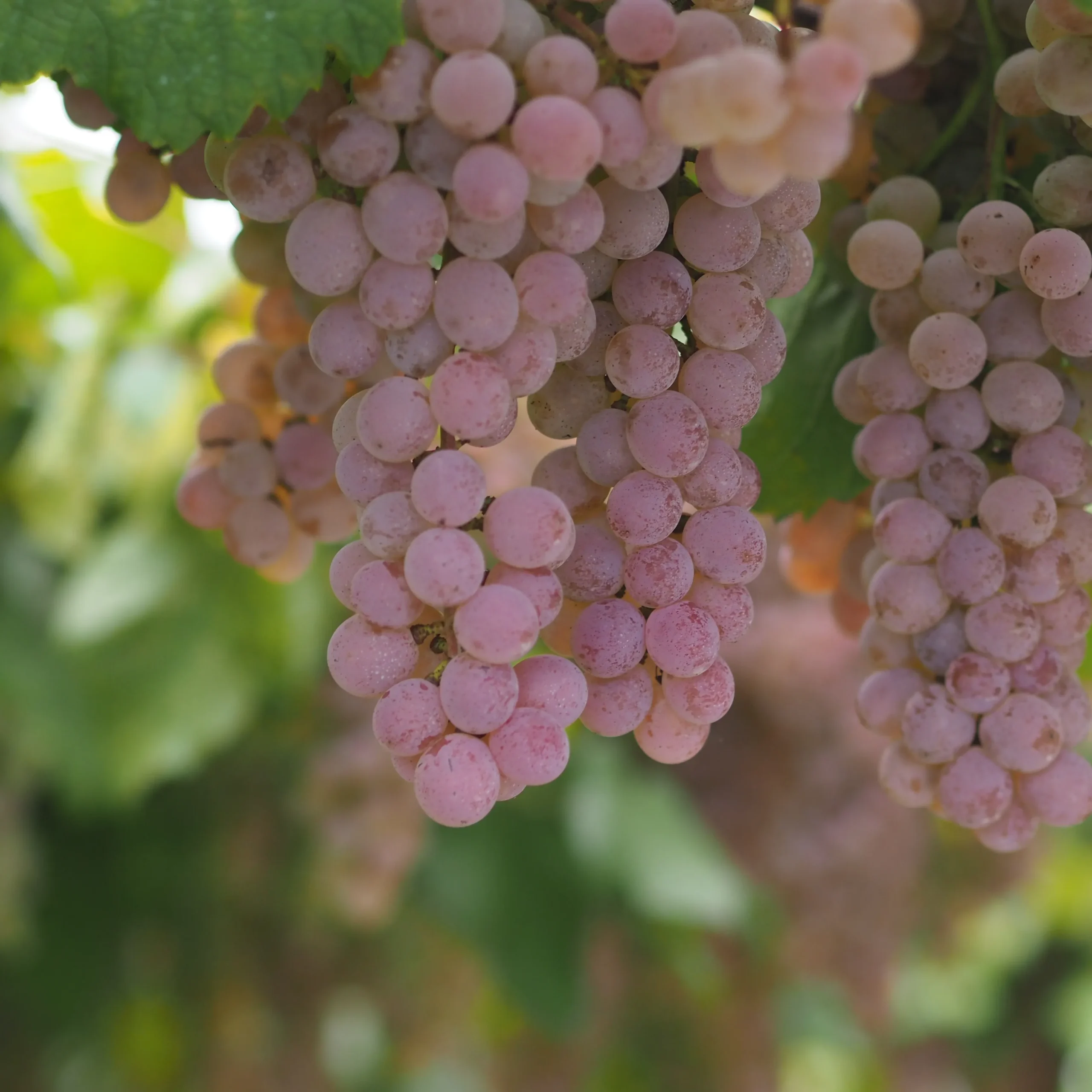 Koshu