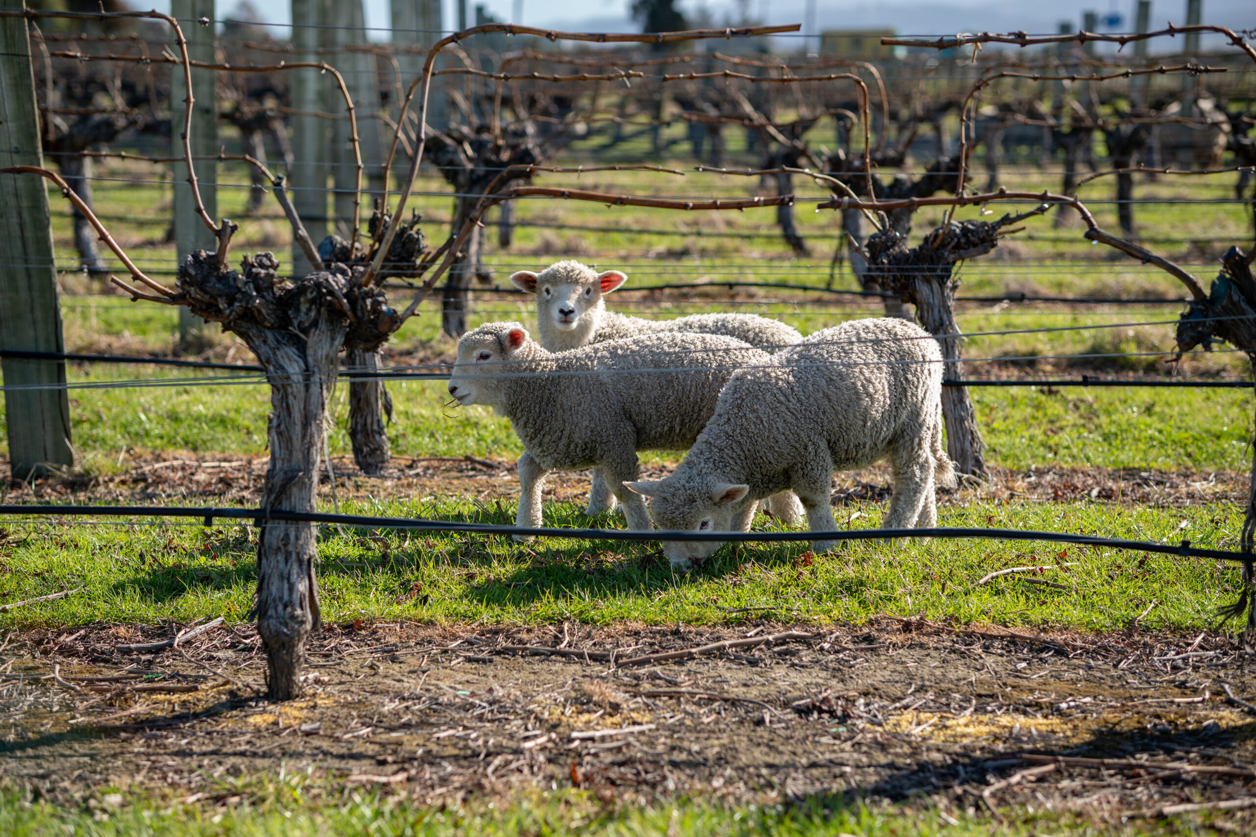 マールボロ ワイン一覧｜ワイン通販のホームワインストア