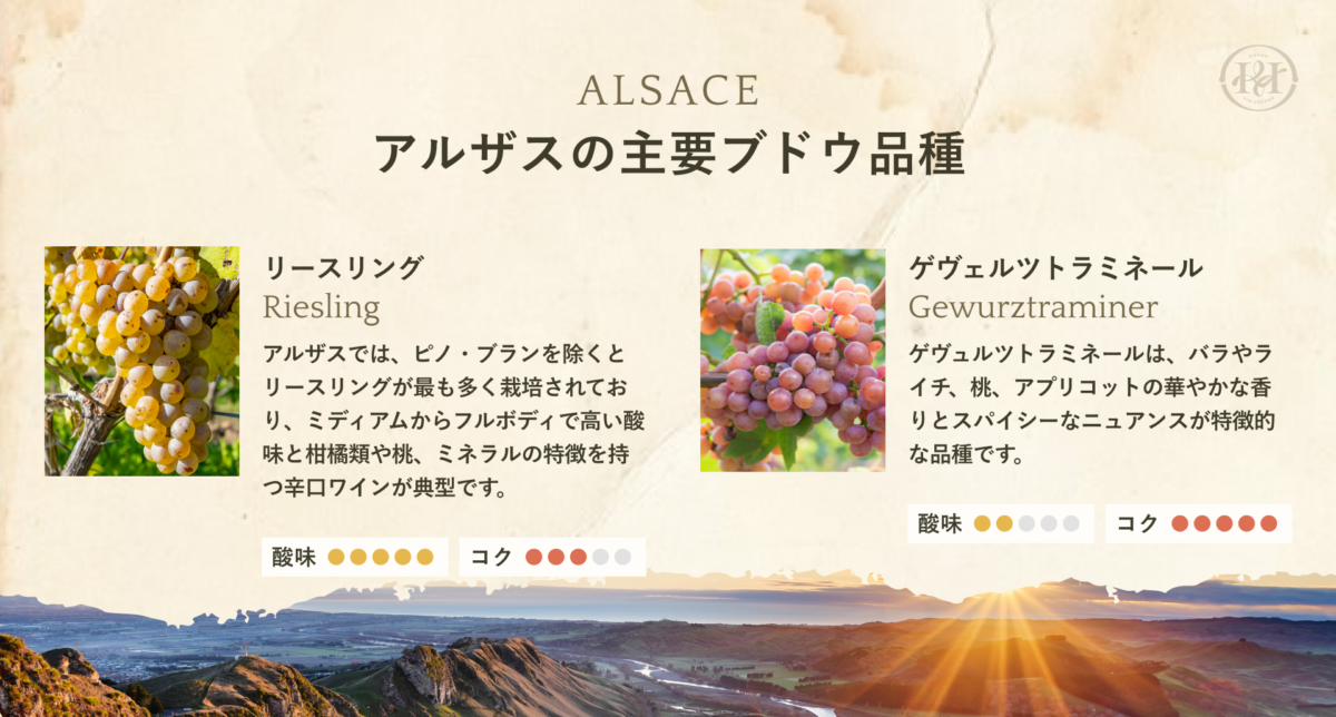 アルザスの主要ブドウ品種