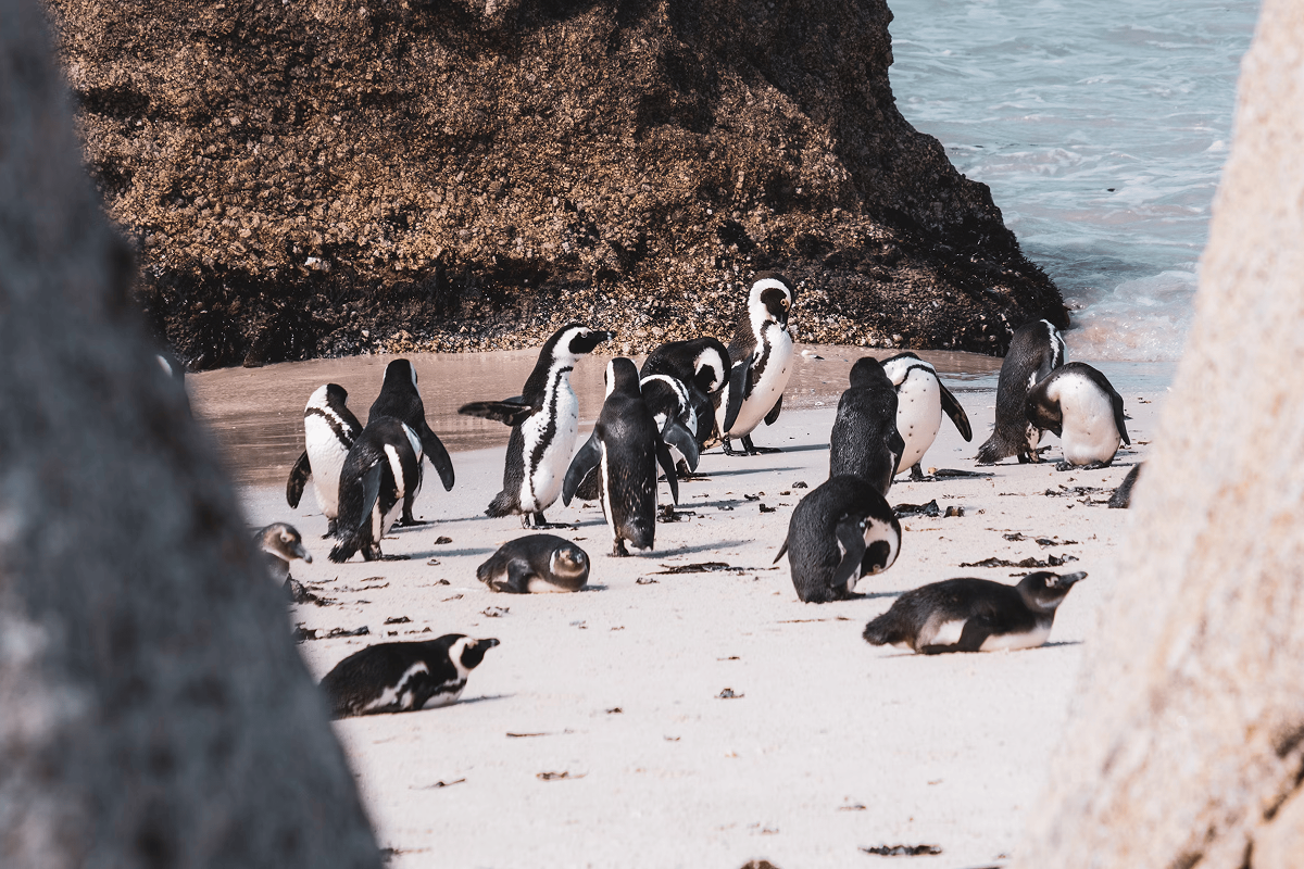 ボルダーズビーチにて野生のペンギン